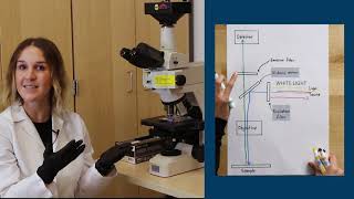 Fluorescence Microscopy [upl. by Wehrle]