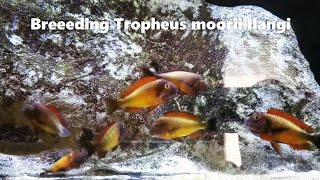 Tropheus moorii Ilangi Breeding Group [upl. by Boff]