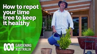 How and when to repot lime  CITRUS  Gardening Australia [upl. by Igic462]