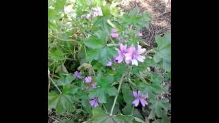 Foraging for common mallow Malva sylvestris [upl. by Lower]