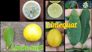 Limón Sutil  Limequat Citrus x aurantifolia y Citrofortunella sp dos plantas bajo el mismo nombre [upl. by Anorahs904]