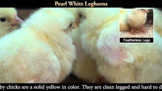 Pearl White Leghorn Chicks [upl. by Ueik949]