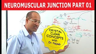 Neuromuscular Junction  Dr Najeeb  Part 12 [upl. by Nosnirb]