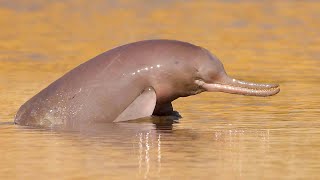 The Indus River Dolphin A Redefined Species [upl. by Ignacius]