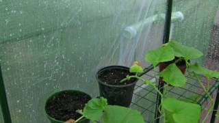 Pluie et orage léger au Jardin sous toit serre 2 h  Rain sounds Garden roof 2 hours  HD ASMR [upl. by Atteoj]