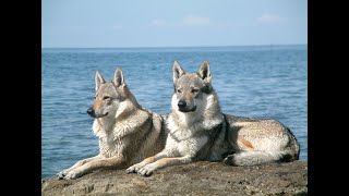 Czechoslovakian wolfdog howling [upl. by Eninnej]