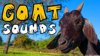 GOAT SOUND 25 Different Goat Noises Animal Sounds [upl. by Enavi]