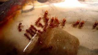 The Story of My Ant Colony Myrmica rubra [upl. by Ybeloc]