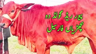 Poure Sahiwal Redgold hiefers for sale in punjab [upl. by Myrlene67]