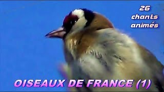 CHANTS dOISEAUX de FRANCE  28 chants [upl. by Rosinski]