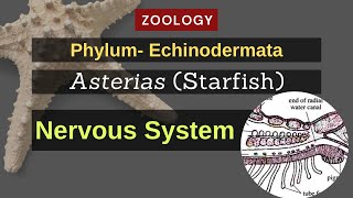 Echinodermata  Asterias Starfish  Nervous System  Zoology [upl. by Kafka]