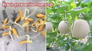 How to grow melon from seeds sprouting after 3 days [upl. by Euh]