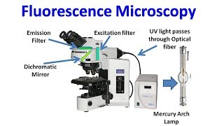 Fluorescence Microscopy [upl. by Issy]