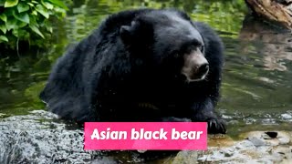 Asian black bear Ursus thibetanus [upl. by Hitoshi]