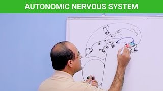 Autonomic Nervous System  Neuroanatomy 🧠 [upl. by Aicat615]