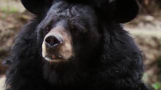 Fun Facts About Moon Bears  Earth Odyssey [upl. by Jacinta]