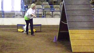 Bull Terrier Agility [upl. by Spevek430]