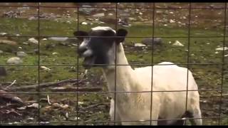 Screaming Goat Best Compilation [upl. by Elirpa]