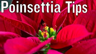 How to care for Poinsettia [upl. by Anetta]