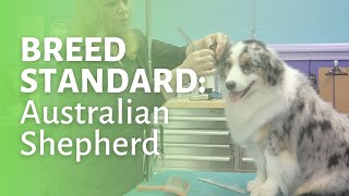 How to Groom an Australian Shepherd [upl. by Meesaw745]