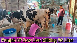 Punjab Cow Live Milking  Hf Cow Farm [upl. by Irb447]