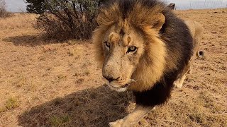 The Real Lion King  Bobcat  The Lion Whisperer [upl. by Cart955]