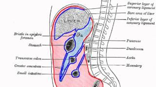 Peritoneal Cavity  Part 1  Anatomy Tutorial [upl. by Eednarb]