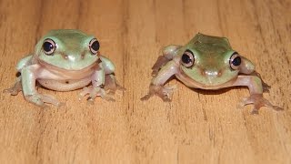 Parasites and diseases in whites tree frogs litoria caerulea [upl. by Ekrub]