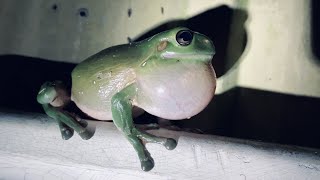 Australian Green Tree Frog Call Wild Very Loud Croaking Sound [upl. by Catt]