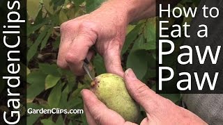 Paw Paw Tree  Asimina triloba  How to eat a PawPaw fruit and harvest seeds pawpaw [upl. by Biebel]