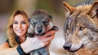 SUPER WOLFDOG PUPPIES  How to train  socialise them [upl. by Orenid835]