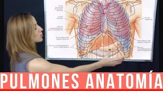 PULMONES ANATOMÍA ¡Fácil Explicación  Mentes Médicas [upl. by Lori]