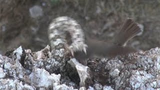 Iranian spidertailed viper tricks bird [upl. by Etnoid715]