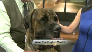 Meet the English Mastiff [upl. by Kolnos]