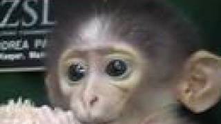 Conchita the White Naped Mangabey [upl. by Koh]