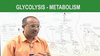 Glycolysis  Metabolism  Dr Najeeb [upl. by Flannery13]