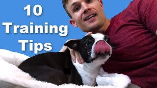 10 Boston Terrier Dog Training Tips  Puppies amp Adults [upl. by Ytima]