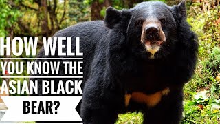 Asian black bear  Description Characteristics and Facts [upl. by Tabbatha]