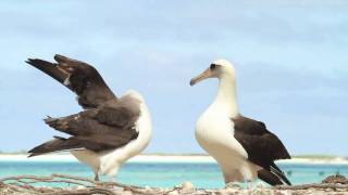 Dancing Laysan Albatrosses [upl. by Miarfe199]