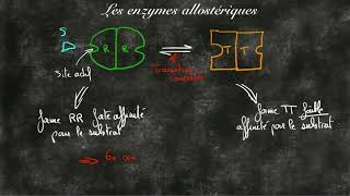 Les enzymes allosteriques [upl. by Ahseihs]