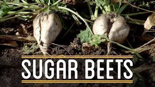 Sugar Beets  How to Make Everything Thanksgiving Dinner 25 [upl. by Ideih]