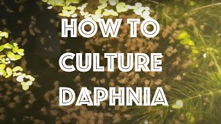 How To Culture Daphnia Magna [upl. by Bremen]