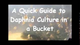 How to culture daphnia outside [upl. by Ahsinam]