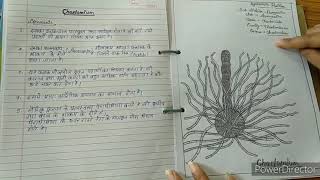 Botany practical file Bsc 1st year [upl. by Llejk]