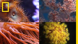 Coral Reefs 101  National Geographic [upl. by Ailecra]