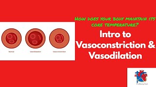 Intro to Vasoconstriction amp Vasodilation [upl. by Ecnarepmet]