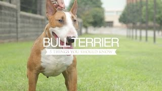 BULL TERRIER FIVE THINGS YOU SHOULD KNOW [upl. by Sobel]