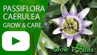 Passiflora caerulea  grow amp care Passion fruit [upl. by Noiro397]