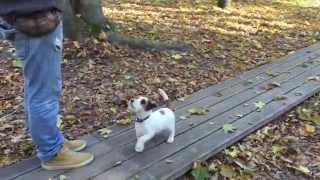 Jack Russell Terrier basic obedience training [upl. by Mazel984]