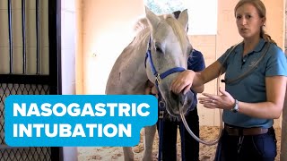 Equine Training Nasogastric Intubation [upl. by Nairred]